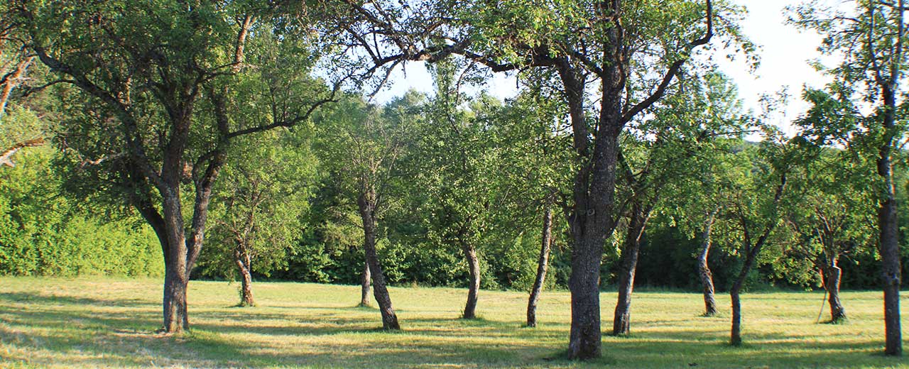 2019-11-vergers-plein-vent